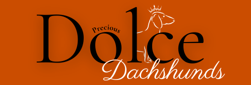 preciousdolcedachshunds