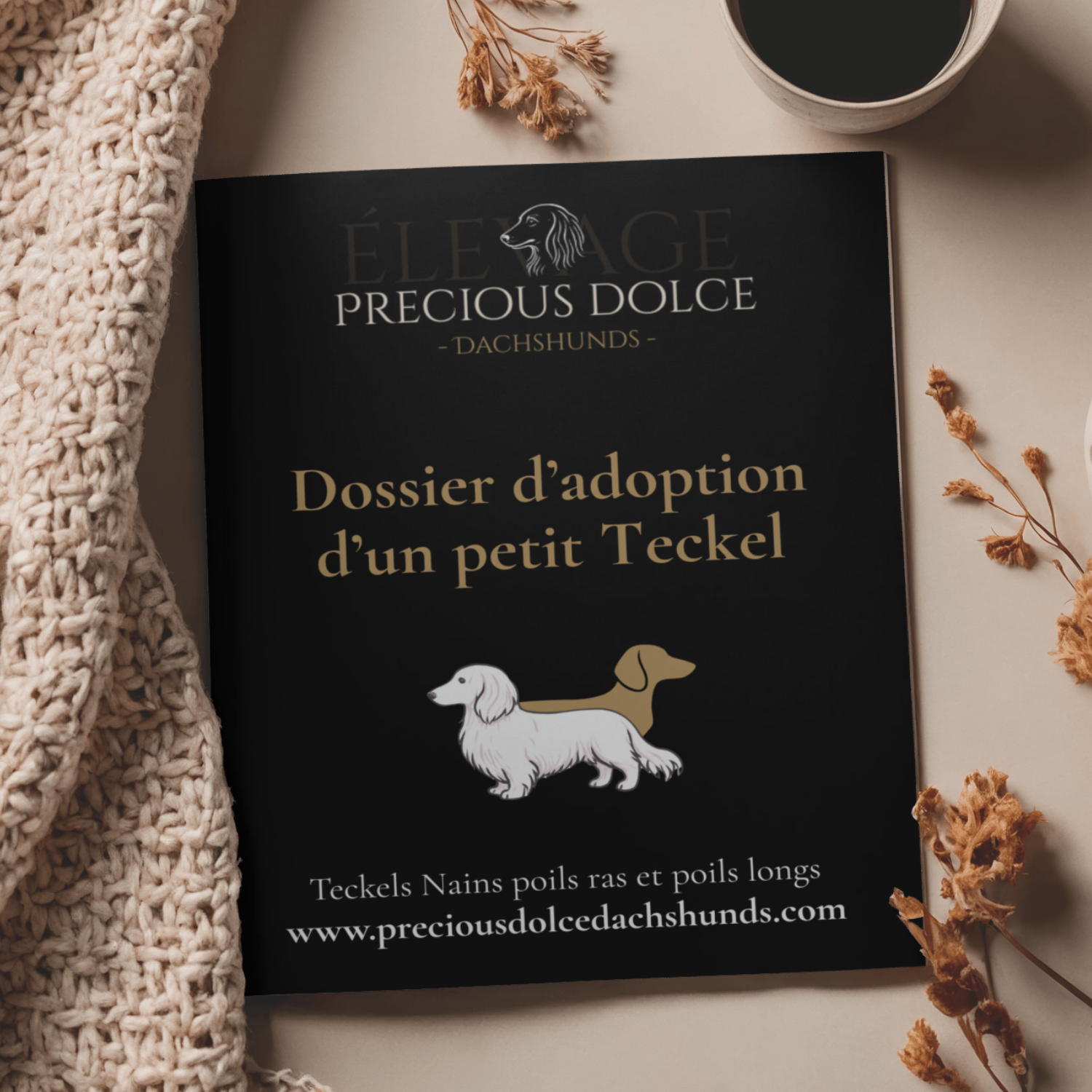 Chiot teckel nain poils longs